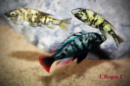 Hane med två honor.